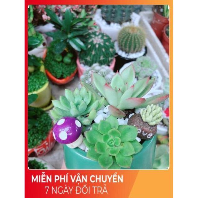 Chậu Sen Đá Tiểu Cảnh