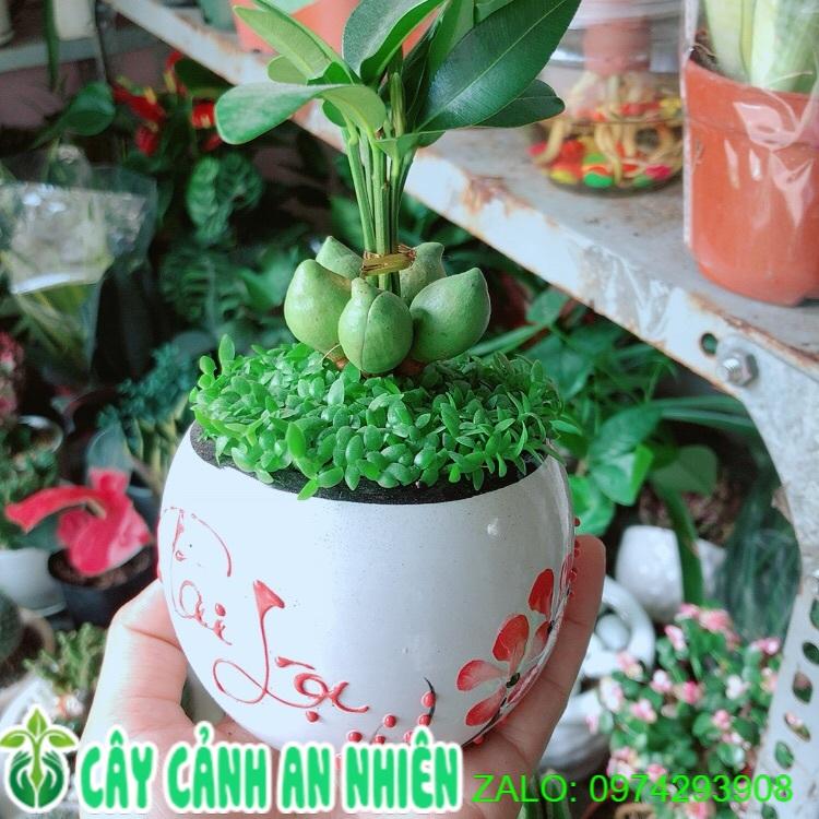 Chậu Cây May Mắn Tài Lộc