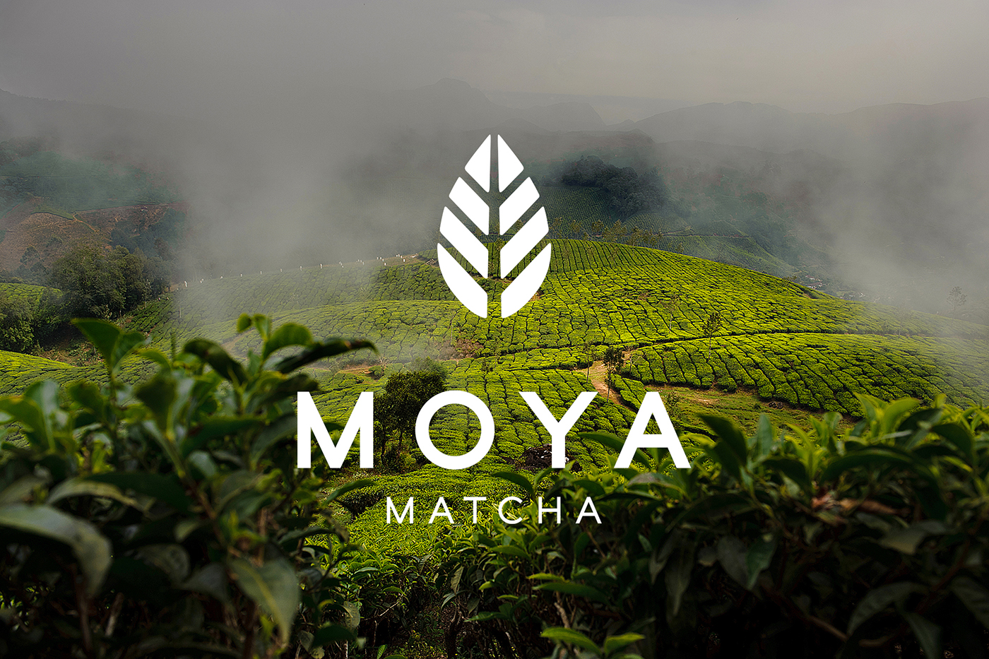 Bột trà xanh matcha daily hữu cơ Moya 100g