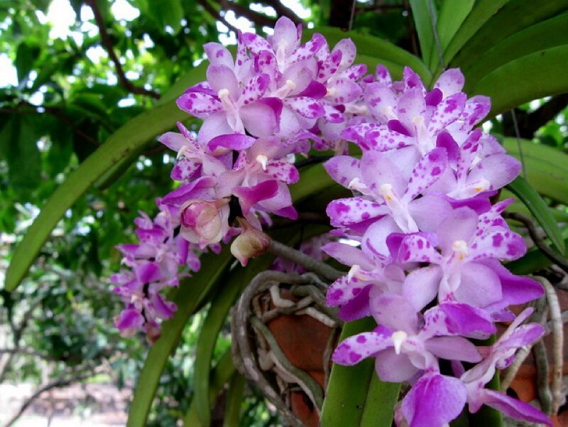 Lan Giáng Hương- Giống Lan quý mang mùi hương lan tỏa
