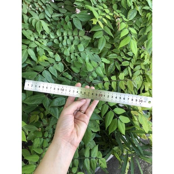Thước lá thước thẳng 30cm