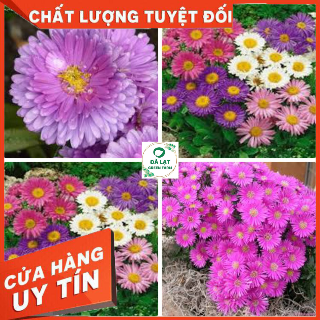 50H - HẠT GIỐNG HOA THẠCH THẢO MIX