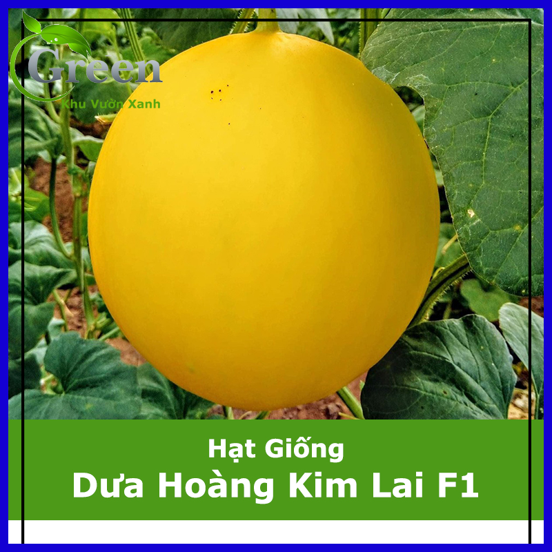 Hạt Giống Dưa Lê Hoàng Kim Lai F1