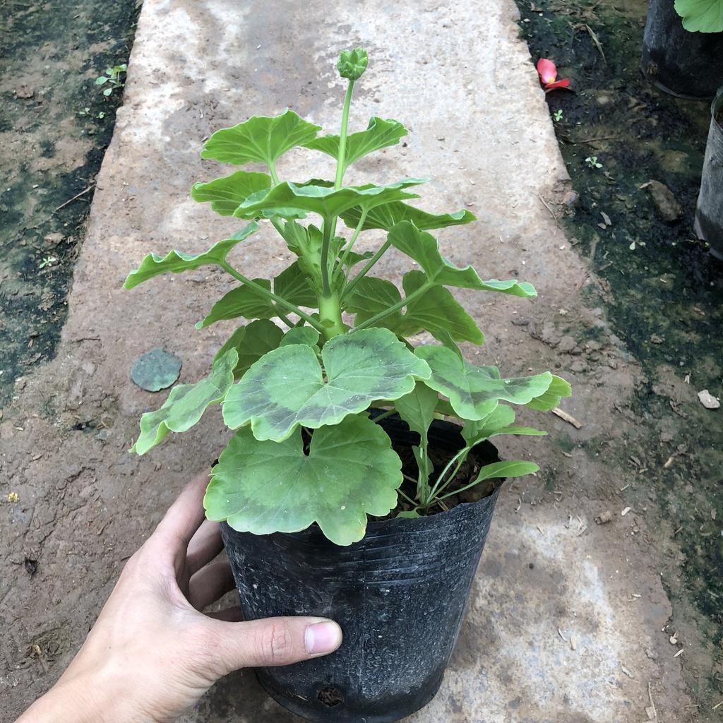 Cây hoa phong nữ thảo đứng, Cao 20cm hoa nở rộ lá xoè ô bắt mắt sức sống mãnh liệt dễ chăm sóc hợp trang trí sân vườn.
