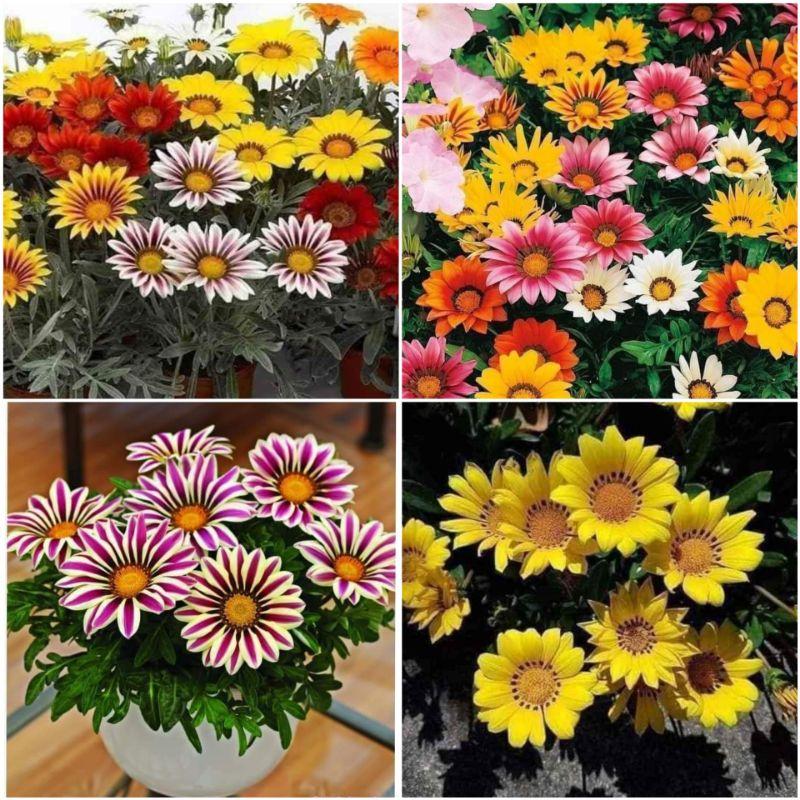 Hạt giống cúc huân chương Rạng Đông