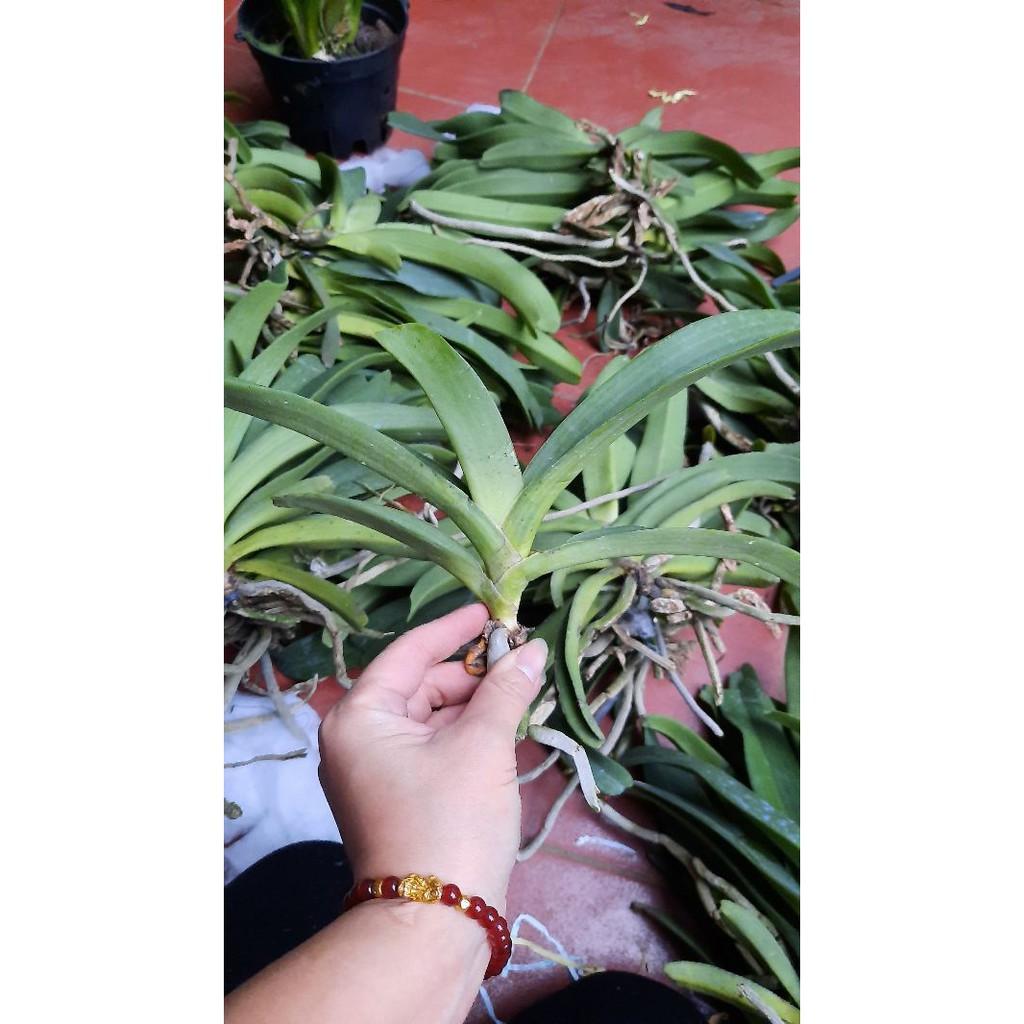 Hoa phong lan đai châu rừng bóc trụ , cây cực đẹp