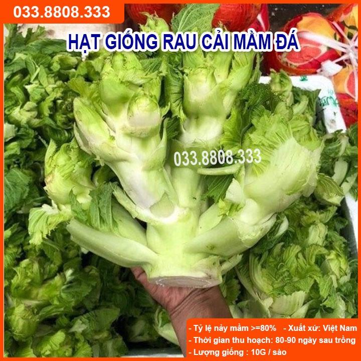 Hạt Giống Rau Cải Mầm Đá Chất Lượng Cao