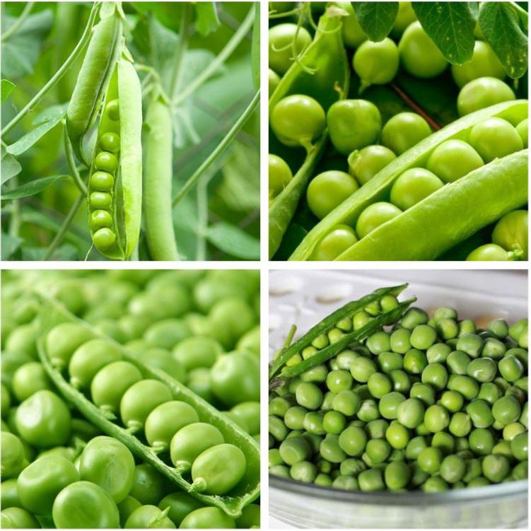 Hạt giống đậu hà lan xanh - 1 gói 50gram