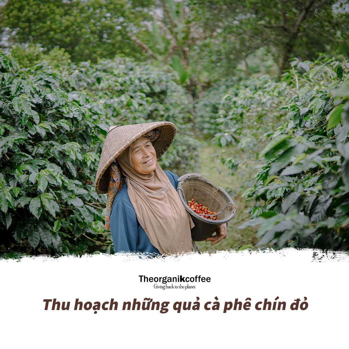 Cà phê Robusta hữu cơ rang mộc - dạng bột, 250g