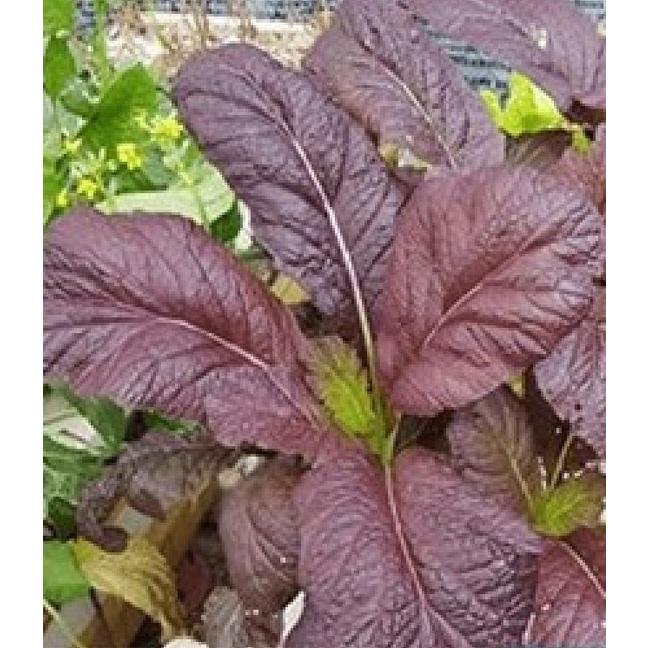 Combo 2 gói hạt giống rau cải canh lá đỏ f1-gói 10gram/tặng kèm gói phân bón lót