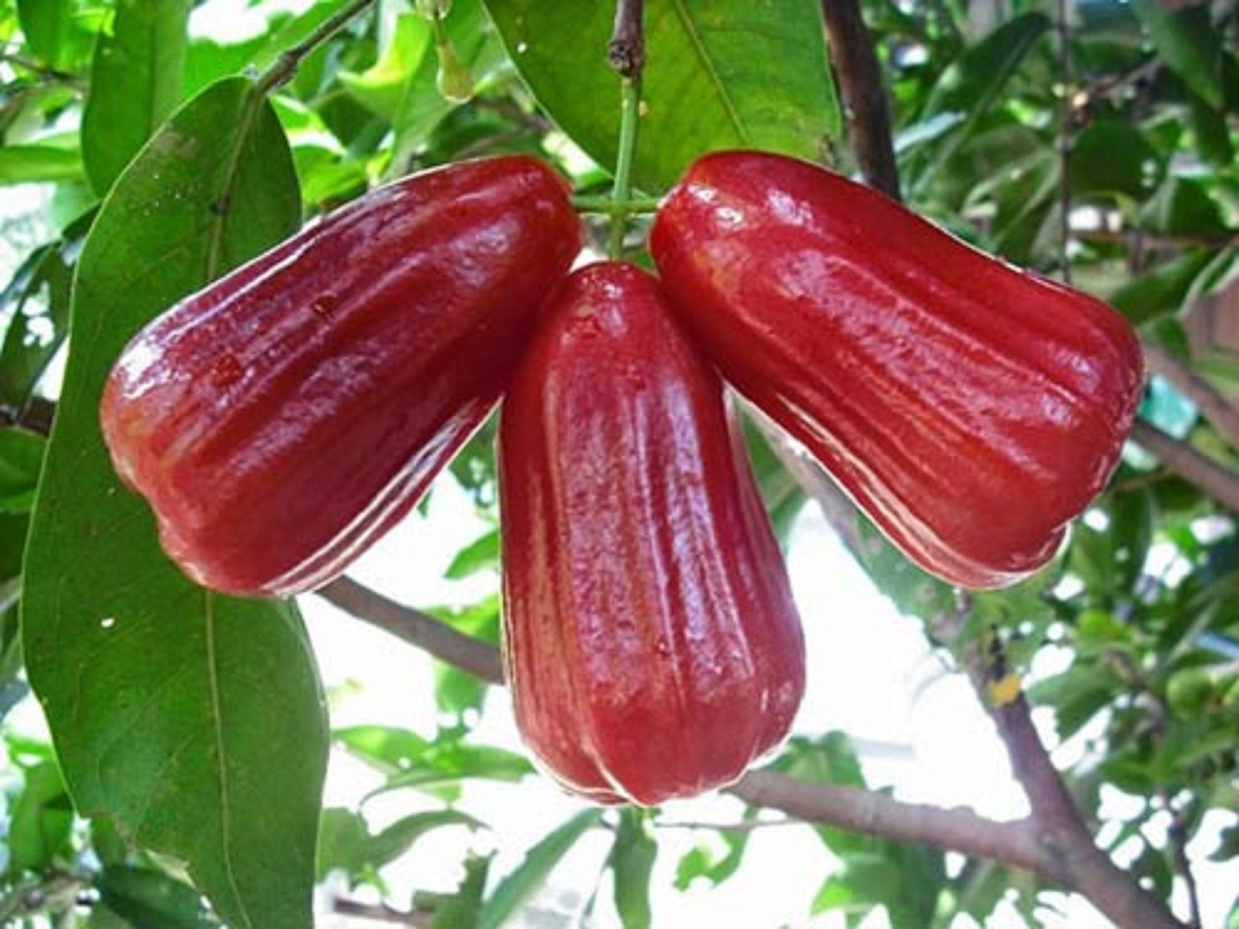 Sản phẩm Cây Ăn Trái Giống roi đỏ Thái lan chất lượng tốt và cho năng suất cao