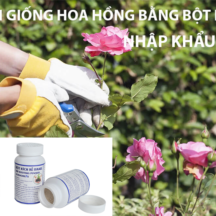 Tự Giâm Chiết Hoa Hồng tại nhà bằng Bột Kích rễ có trị nấm bệnh nhập khẩu Israel dành cho cây thân gỗ hiệu quả và sát khuẩn vết cắt