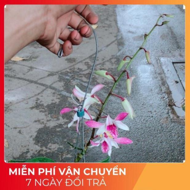 Lan Dendro Tím Nhạt