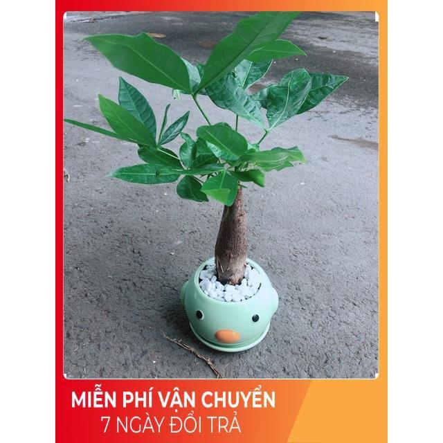 Chậu Kim Ngân 1 Thân