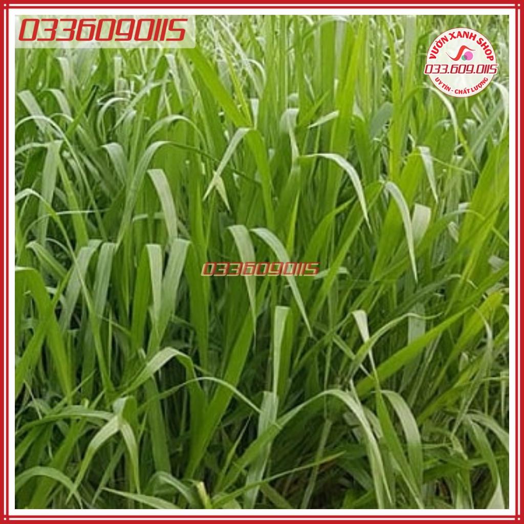 100g Hạt giống cỏ Mutalo 2, giống cỏ chịu lạnh chịu hạn giàu dinh dưỡng - Hạt giống cỏ chăn nuôi loại 1