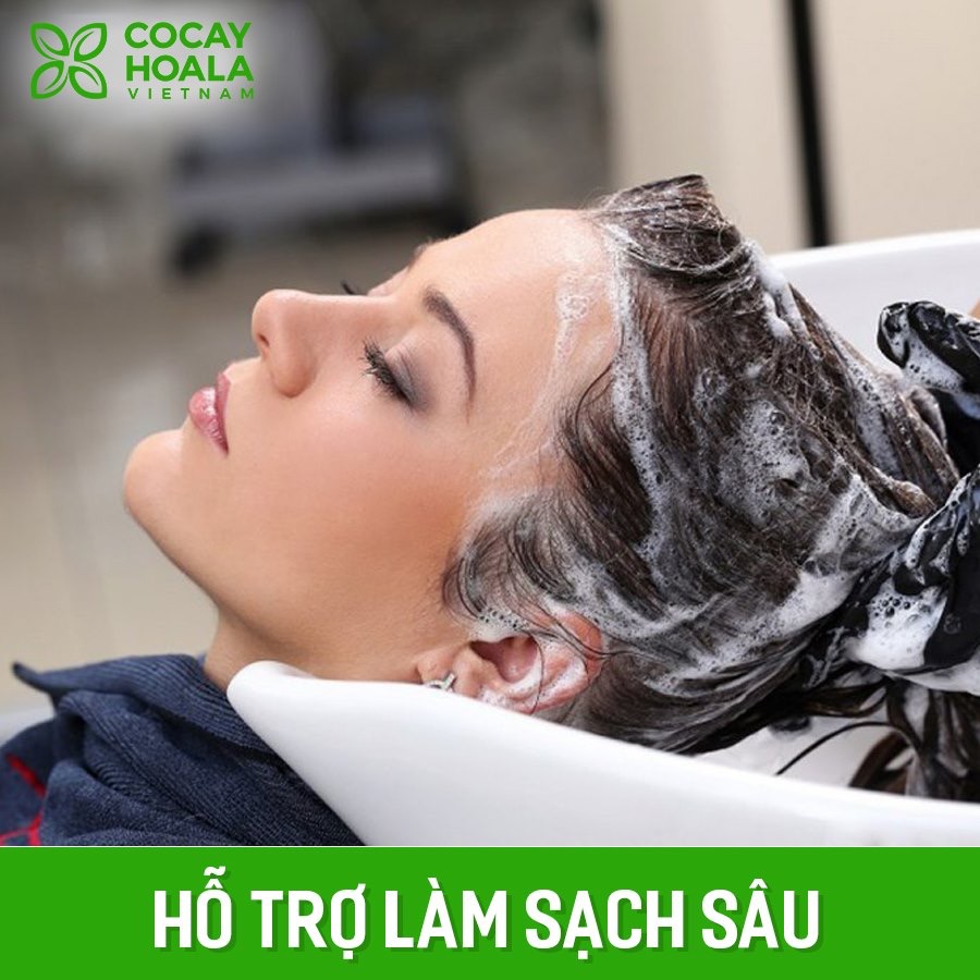 Combo 2 Dầu gội Hà Thủ Ô COCAYHOALA chai lớn 450g phục hồi tóc hư tổn Tặng 1 dầu xả gừng làm mềm tóc