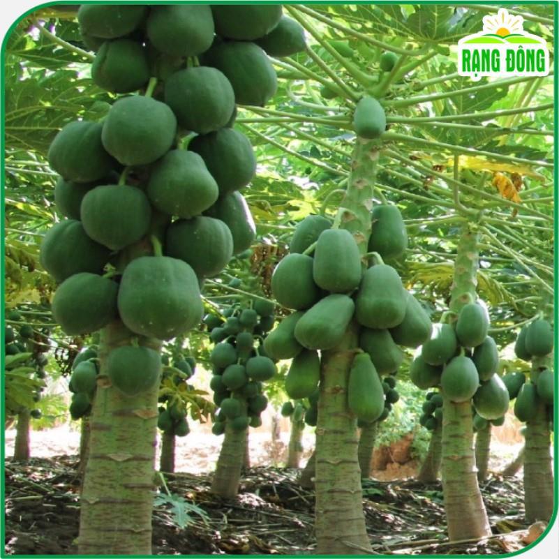 Hạt Giống Đu Đủ Lùn Thái Lan - Hạt giống Rạng Đông