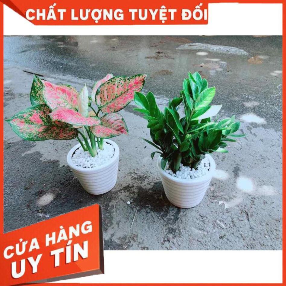 Combo 2 Chậu Vạn Lộc & Kim Tiền Nhiều Người Mua