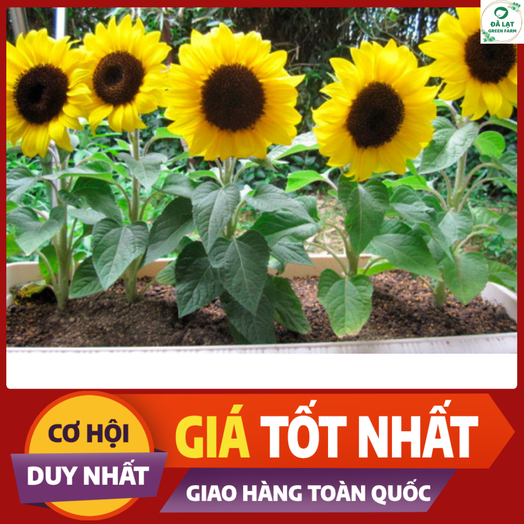 Hạt Giống Hoa Hướng Dương Lùn - Nảy Mầm Cực Chuẩn