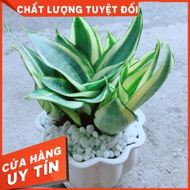Chậu Lưỡi Hồ Thái Vàng