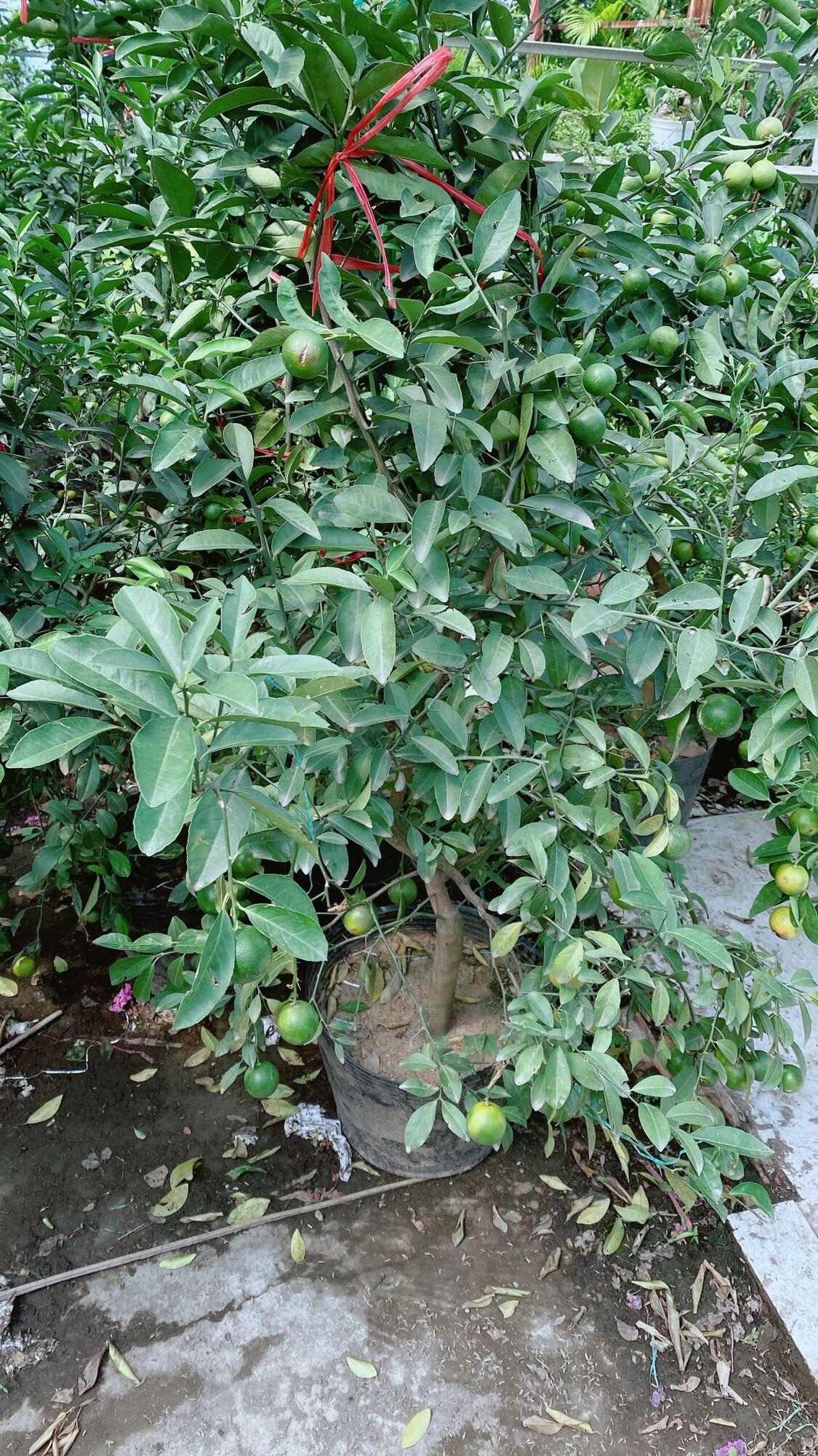 Chanh Phú Quý