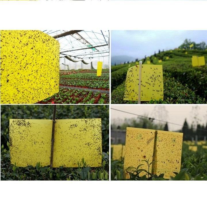5 Miếng Dính Ruồi Vàng & Các Loại Côn Trùng - Hiệu Quả Nhanh