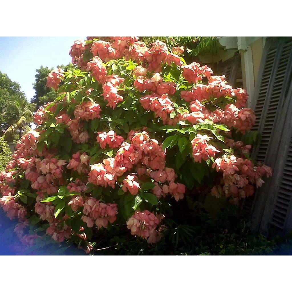 HOA ÉN HỒNG - CÂY GIỐNG