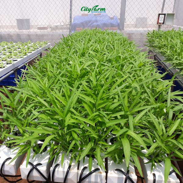 Hạt giống Rau Mầm Rau Muống Dễ Trồng Dễ Chăm Sóc, Công Dụng Thanh Nhiệt Rất Tốt Cho Sức Khỏe - Nông Sản Vàng