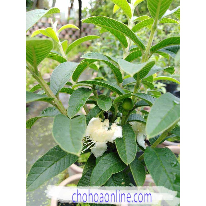 Cây Giống Ổi Sẻ