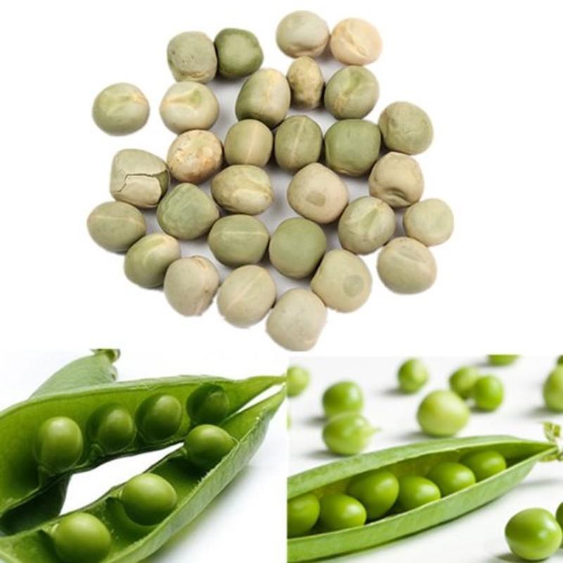 HẠT GIỐNG MẦM ĐẬU HÀ LAN GÓI 500G - HÀM LƯỢNG CAO, CHẤT LƯỢNG TỐT