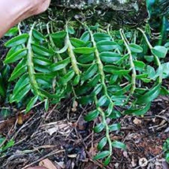 Hoa phong lan-long tu lào ki mập khỏe ấm chậu