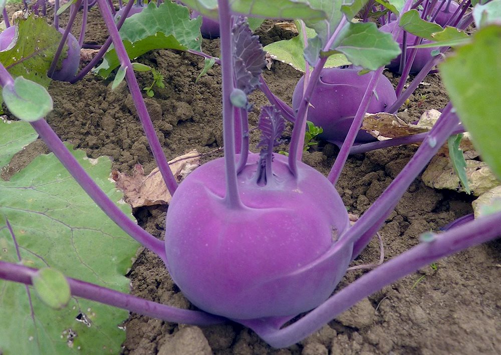 Hạt Giống Su Hào Tím Nhật Bản Nảy Mầm Cực Chuẩn Gói 1gram