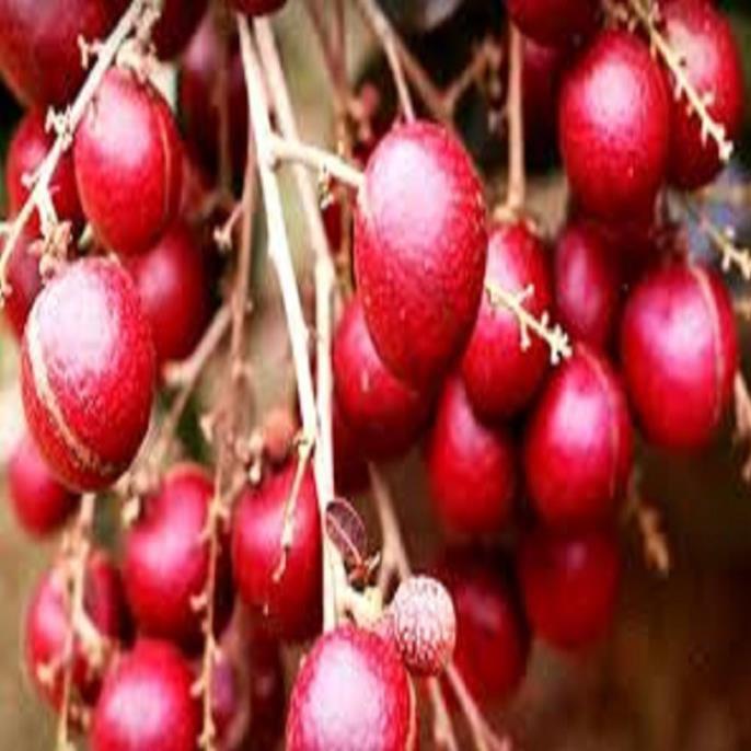 CÂY GIỐNG NHÃN TÍM SIÊU QUẢ SIÊU KINH TẾ-CAM KẾT GIỐNG CHUẨN F1