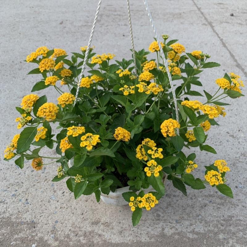 Chậu hoa ngũ sắc vàng rủ bán kính 25-30cm, cây hoa nở rực rỡ quanh năm, trồng treo ban công, sân vườn