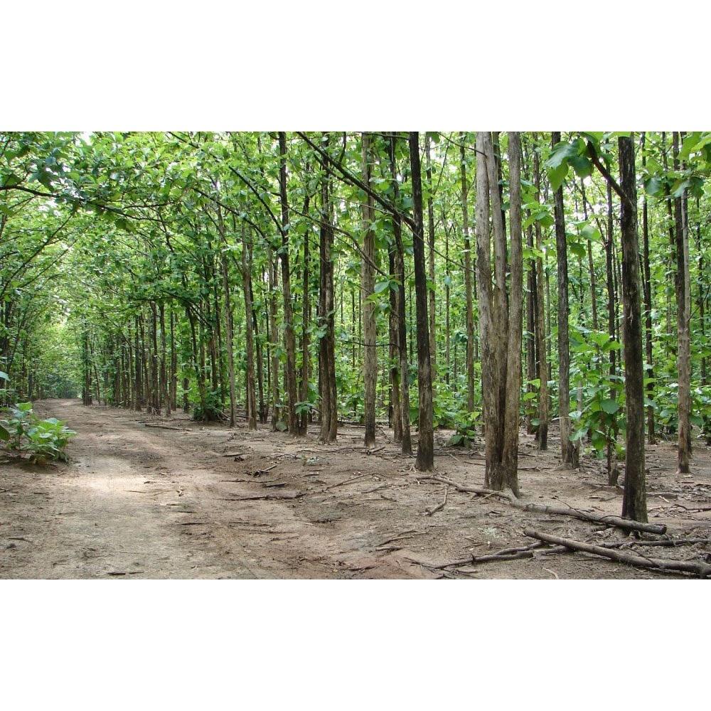 Cây giống Giá Tỵ