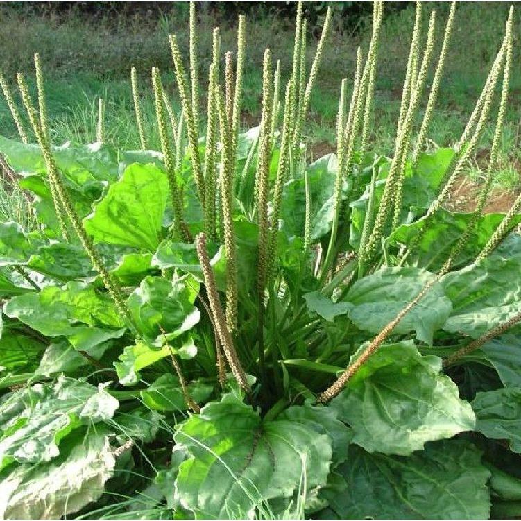 Combo 3 gói hạt giống cây mã đề-gói 2 gram - Tặng 1 gói phân bón