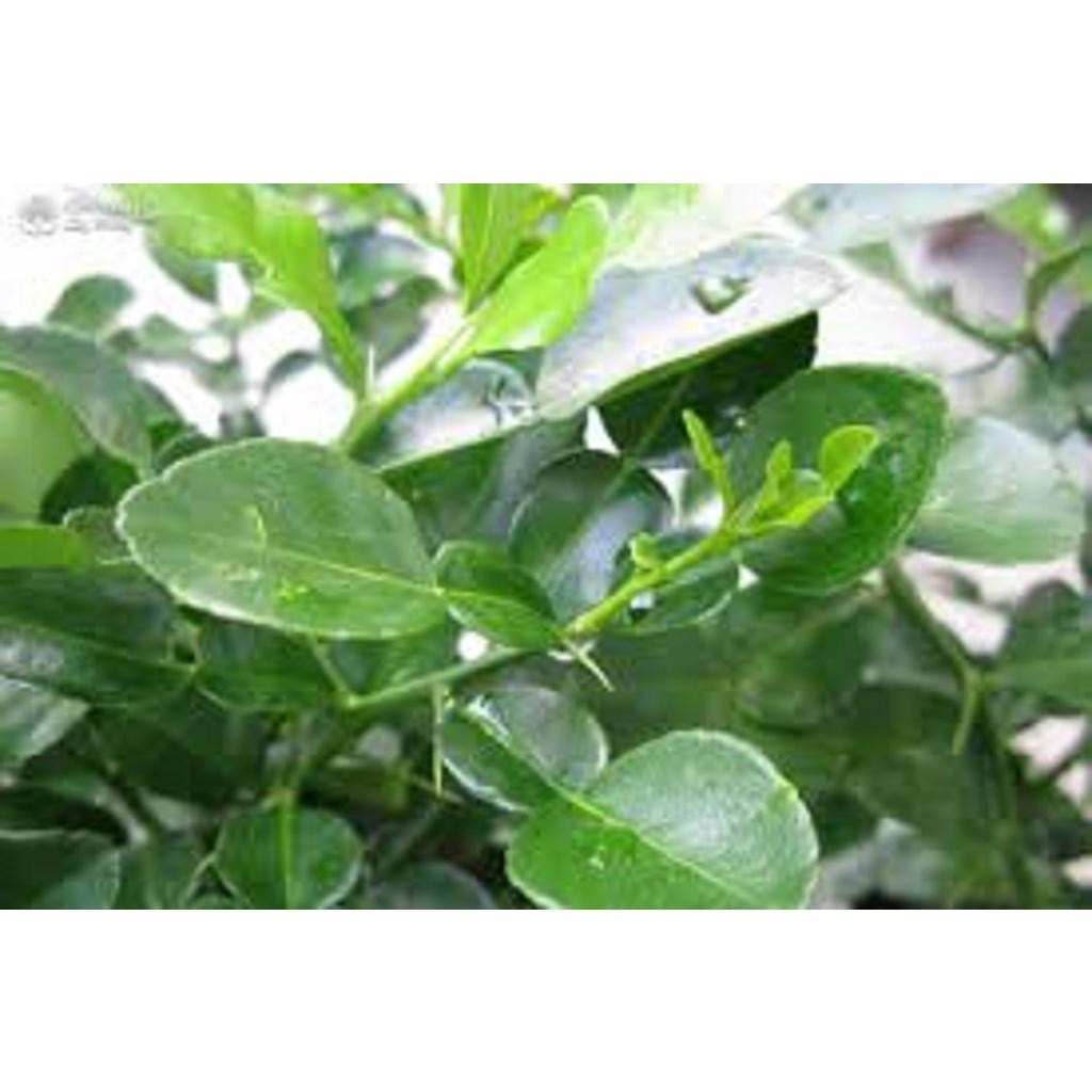 CÂY GIỐNG CHANH NÚM SIÊU QUẢ, SIÊU SỚM.