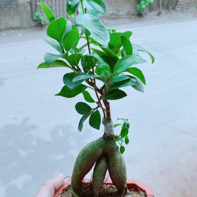 Chậu cây si bonsai