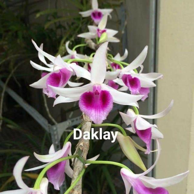 Ho phong lan - giả hạc daklay cây nam 3. Dàic5-7 cm