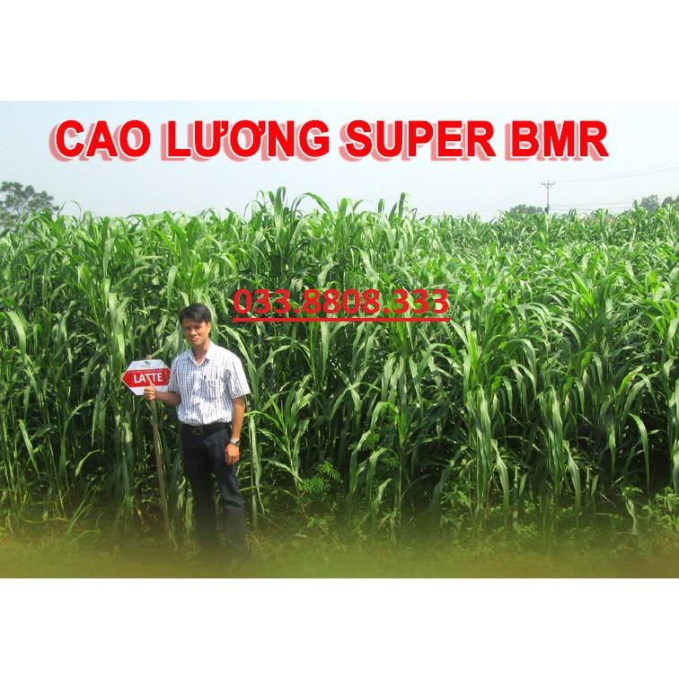 Hạt giống cỏ Sudan Super BMR - Cỏ Cao Lương (gói 50g) - Hạt Giống Cỏ Chăn Nuôi - Cỏ Chăn Nuôi bò,dê,cừu,cá...