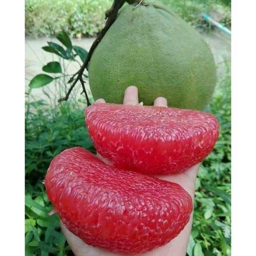 Cây giống bưởi Ruby