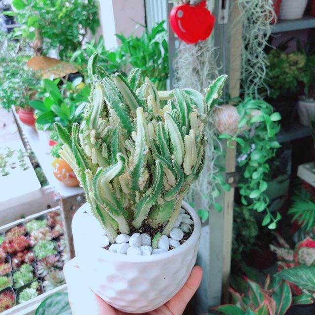 Chậu Cây Xương Rồng Thanh Sơn