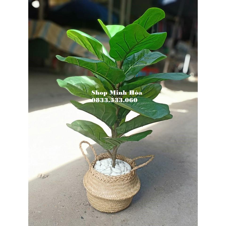 SALE SỐC Cây Bàng 1 nhánh 70cm kèm chậu nhựa đen 15cm