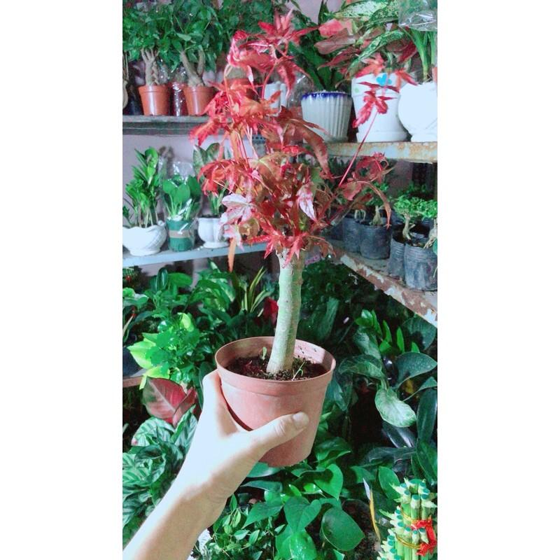 Phong Lá Đỏ Hàng Đẹp Giá Tốt