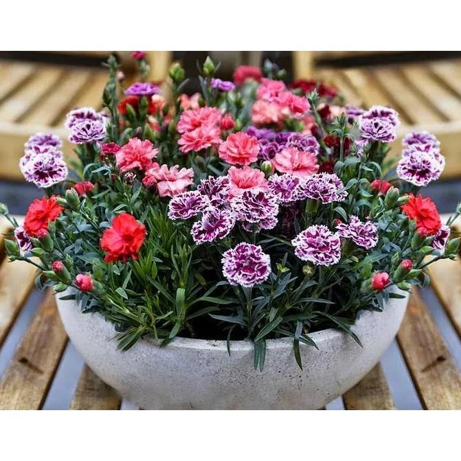 50hạt giống hoa cẩm chướng kép mix