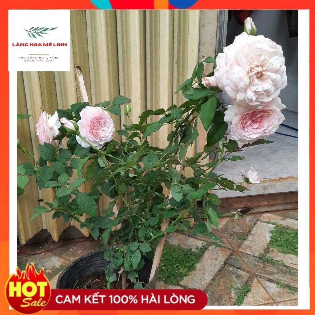 Hoa hồng Misaki Rose - Nếu bạn muốn chọn một giống hoa khỏe, sai hoa, dễ trồng , hoa màu hồng phấn