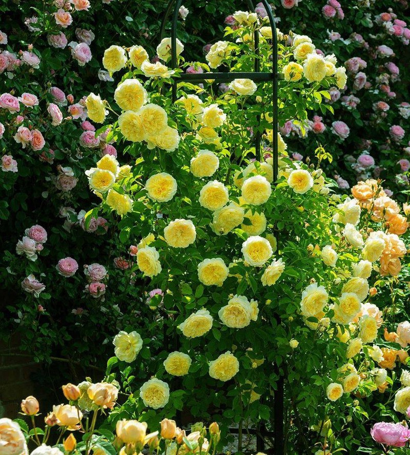 02 Gói Hạt Giống Hoa Hồng Leo Pháp Mix