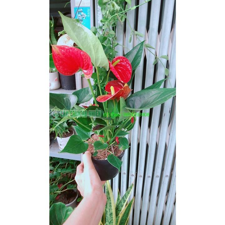 Cây Hồng Môn Hàng Đẹp Nhiều Hoa