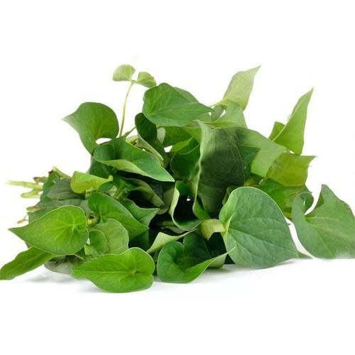 CÂY RAU DIẾP CÁ, - CGRDCNBCG
