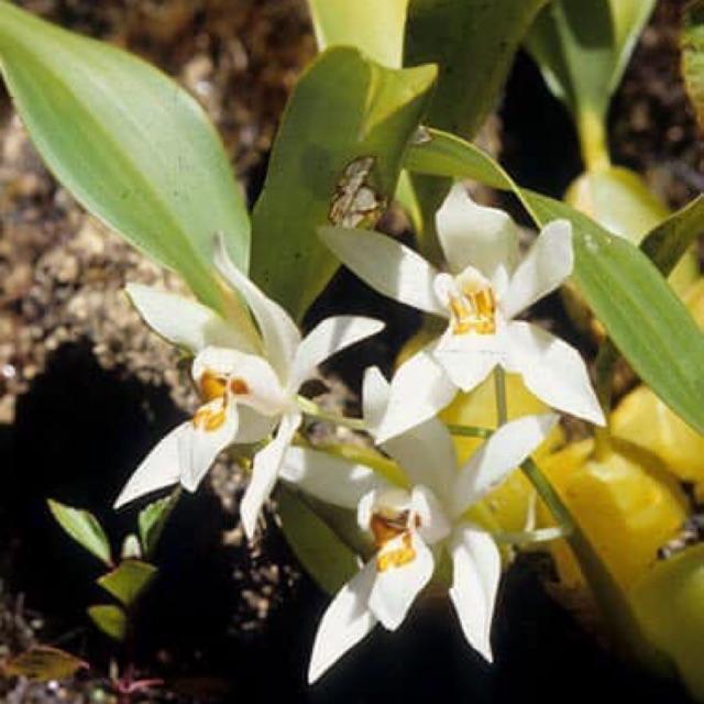 Thanh đạm tây bắc